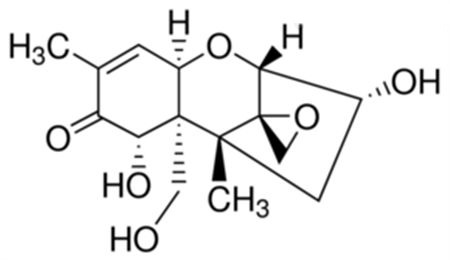 小麥與面粉中嘔吐毒素