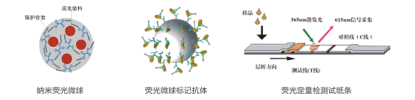 嘔吐毒素快速定量檢測卡